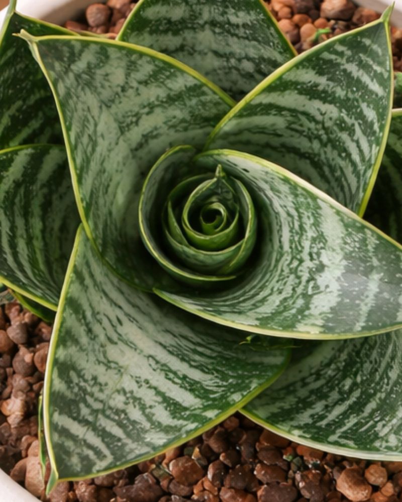 Snake Plant Birds nest