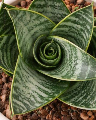 Snake Plant Birds nest
