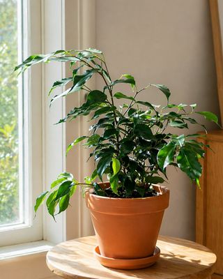 Weeping Fig Vivian small