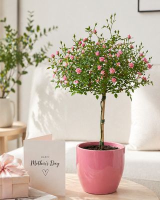 Miniature rose lollipop