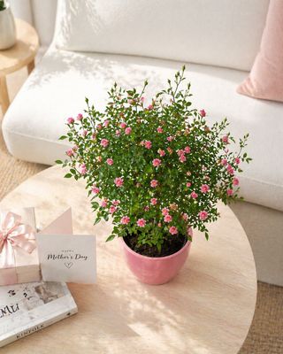 Miniature rose lollipop
