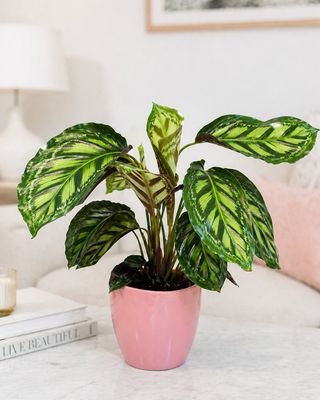 Prayer plant moonlight
