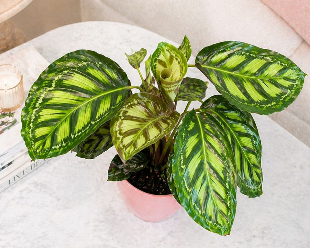 Prayer plant moonlight