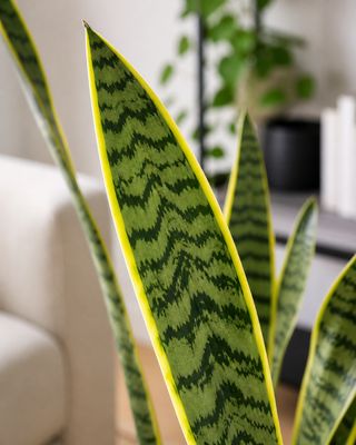 Snake Plant Laurentii