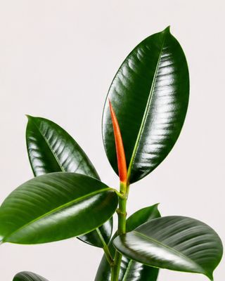 Rubber Plant Medium