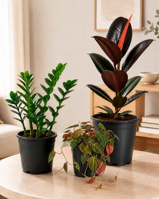 Easy Living Bundle Easy Living Bundle