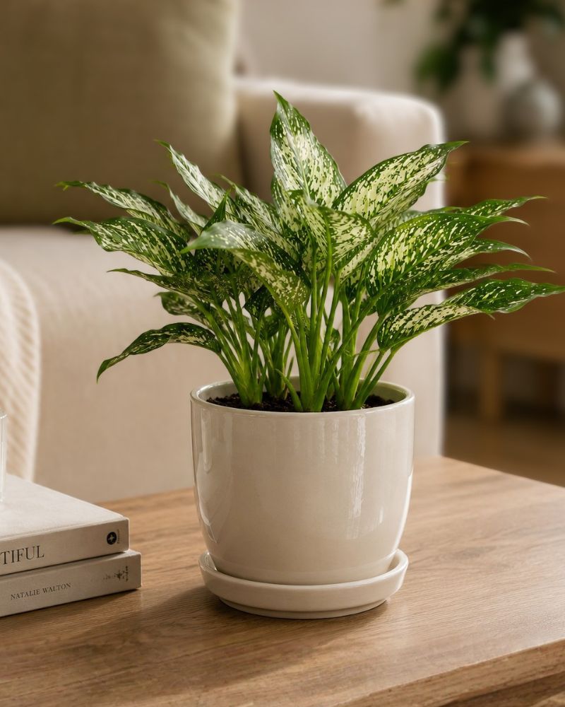 Chinese Evergreen - Brevispatha