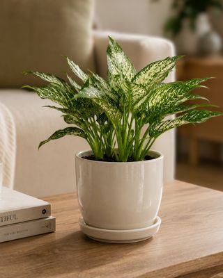 Chinese Evergreen - Brevispatha