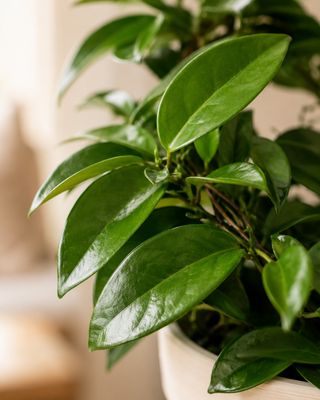 Wax Plant Heart shape