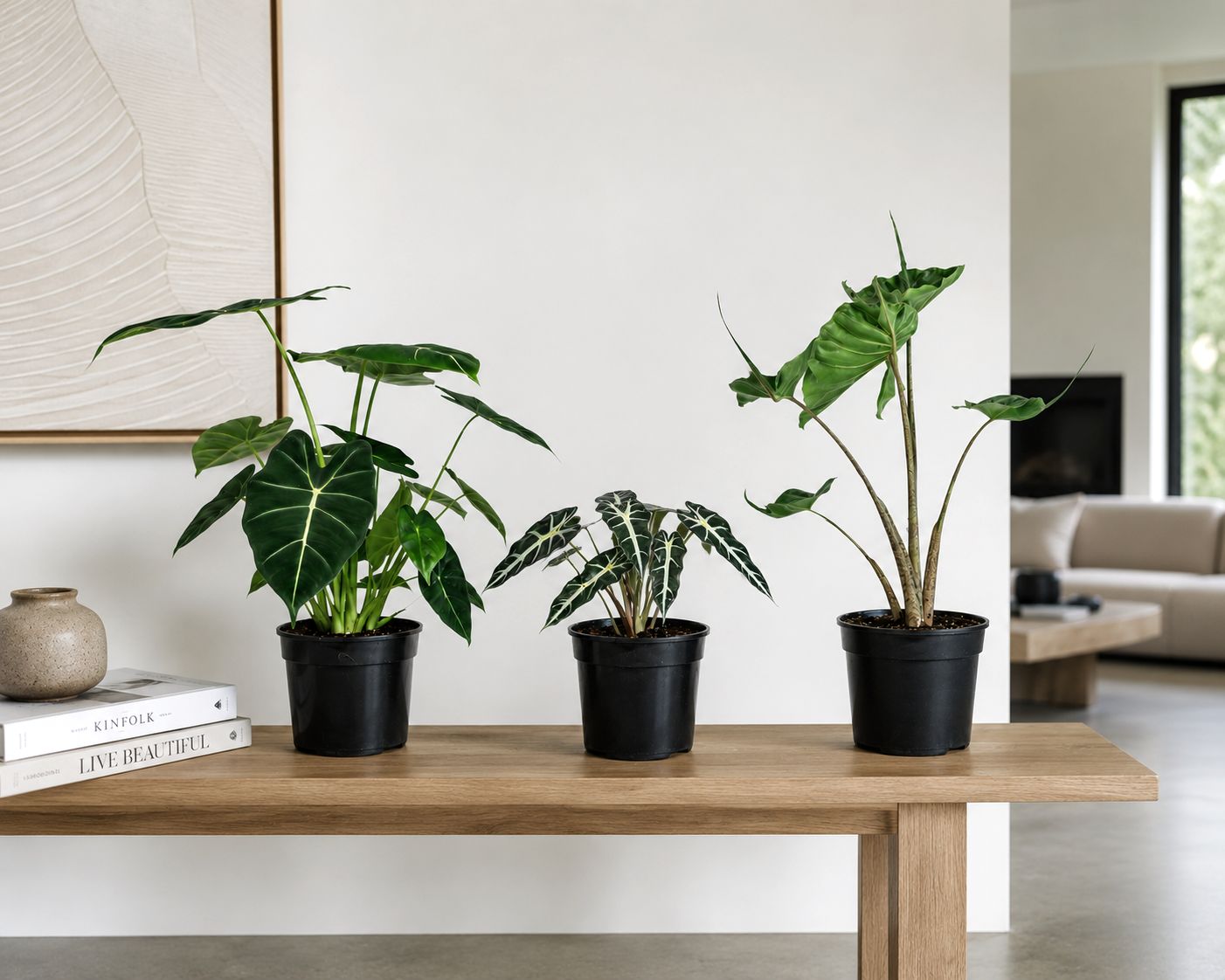 Alocasia trio Alocasia trio