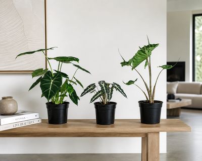 Alocasia trio Alocasia trio