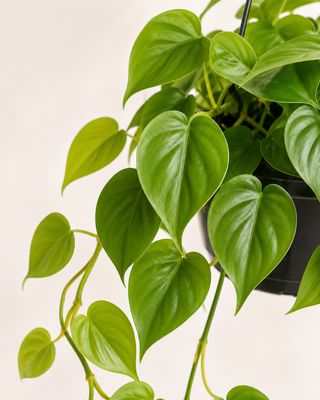 Sweetheart Philodendron Hanging bowl