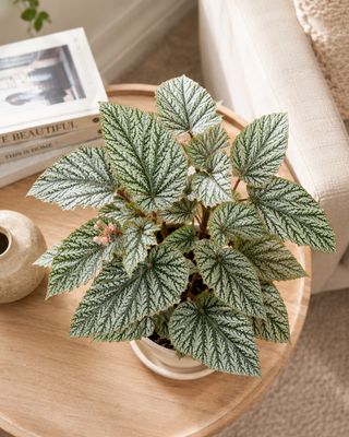 Begonia Don Millar
