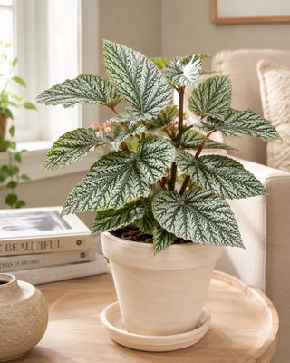 Begonia Don Millar Begonia Don Millar