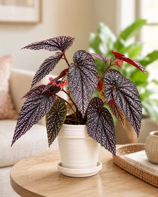 Begonia Benigo pink Begonia Benigo pink