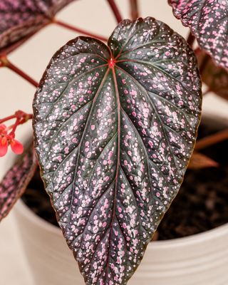 Begonia Benigo pink