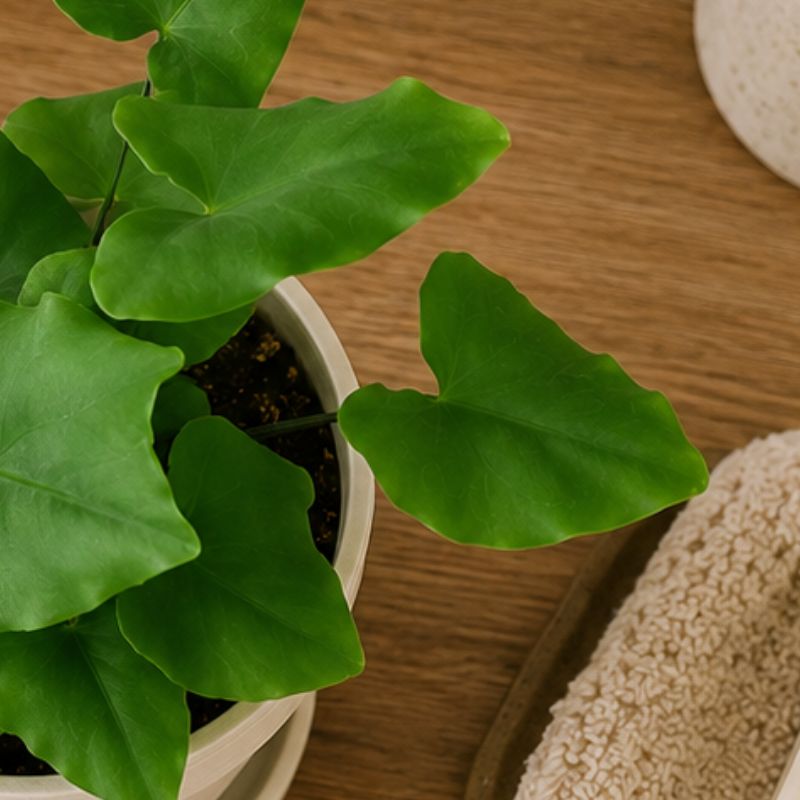 Heart fern