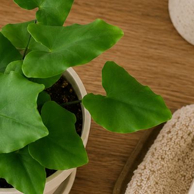 Heart fern Heart fern