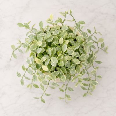 String of nickels