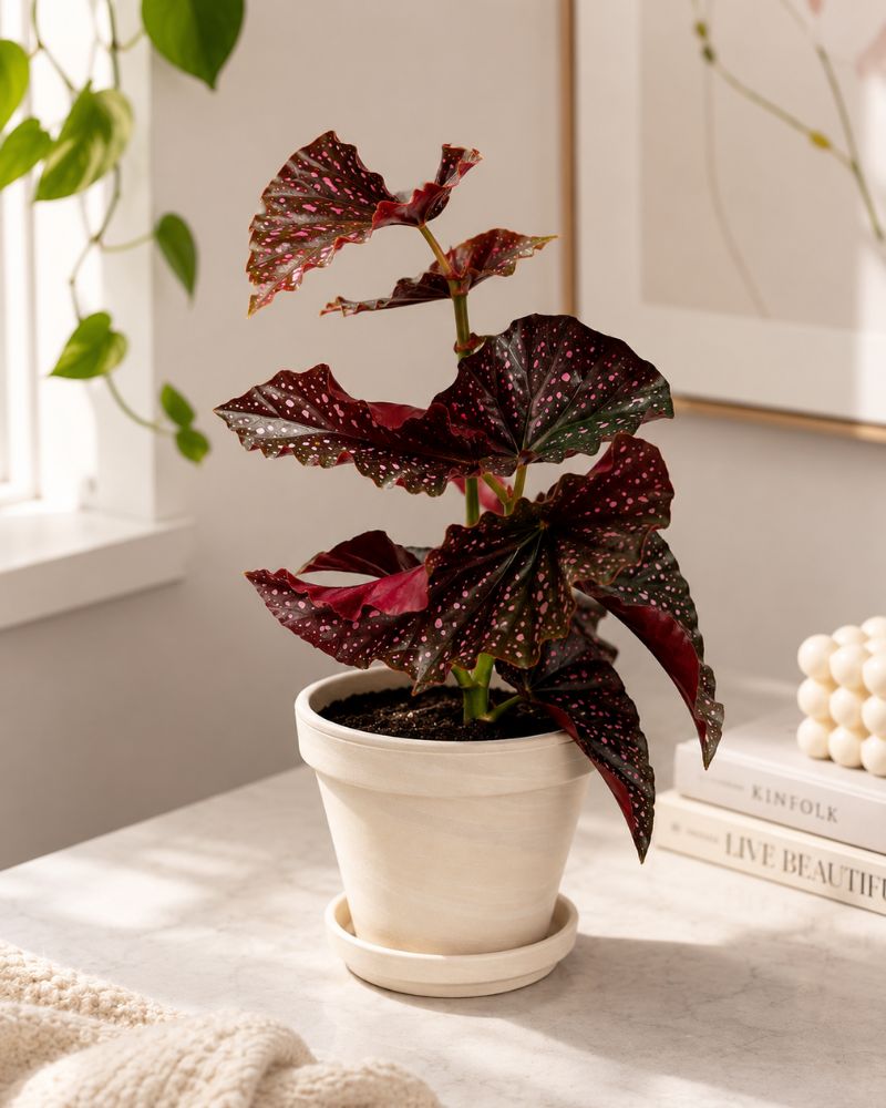 Pink Polka Dot Begonia Pink Polka Dot Begonia