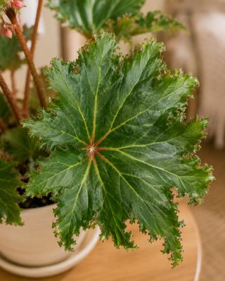 Lettuce leaf Begonia