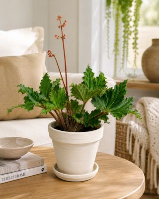 Lettuce leaf Begonia Lettuce leaf Begonia