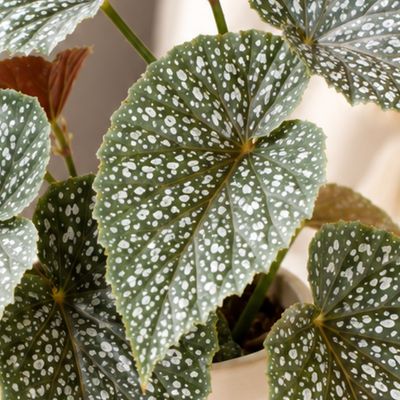 Begonia Pink ice