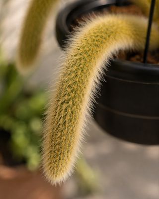 Monkey's tail