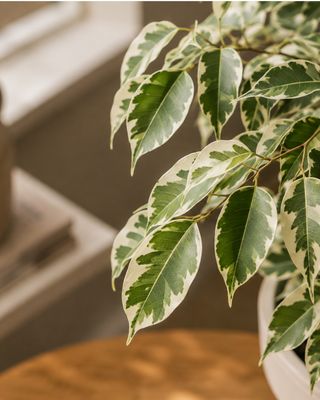 Weeping Fig Starlight Small