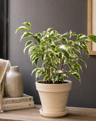 Weeping Fig Starlight Small
