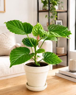 Umbrella fig small