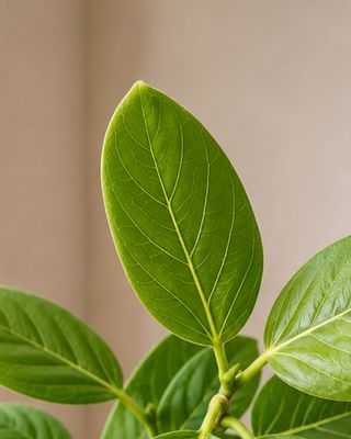 Audrey fig small