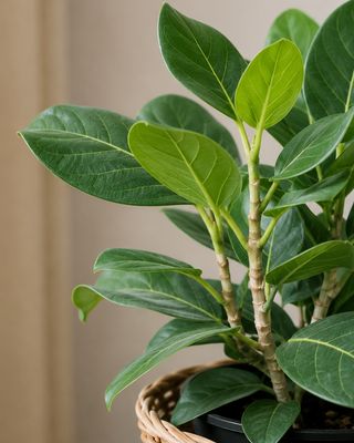 Audrey fig large