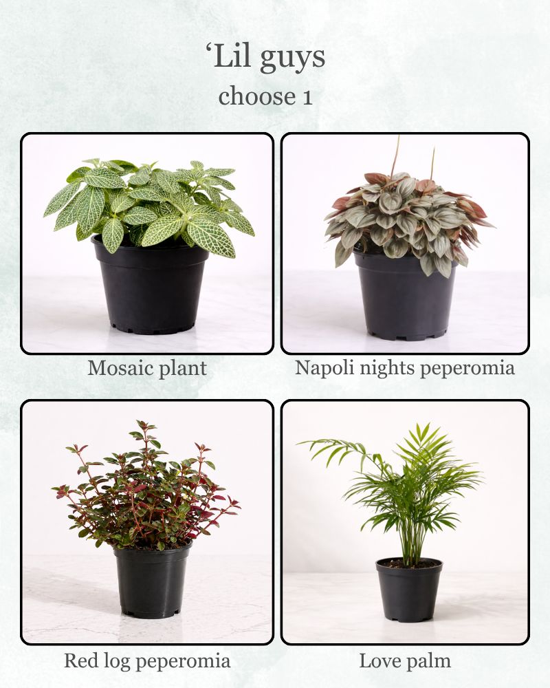 Build your own green bundle - Green trio