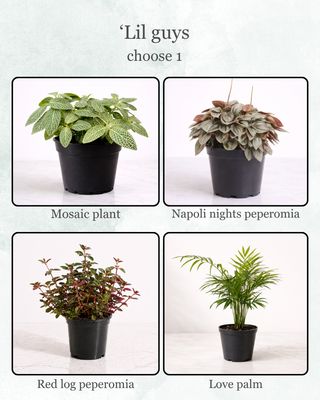 Build Your Own Green Trio Build Your Own Green Trio