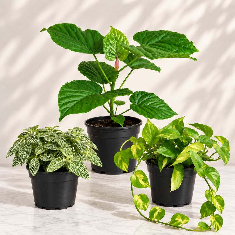 Build Your Own Green Trio Build Your Own Green Trio