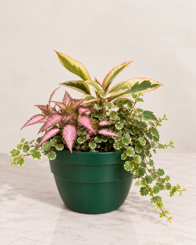 Little indoor garden