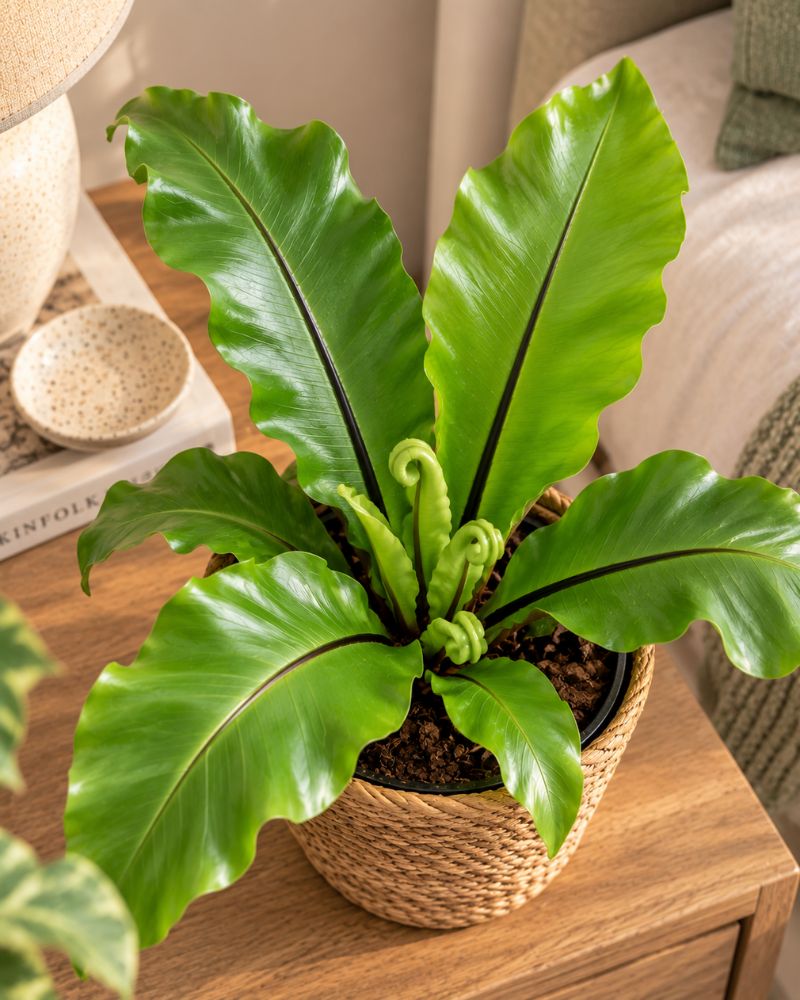 Bird's Nest Fern Small