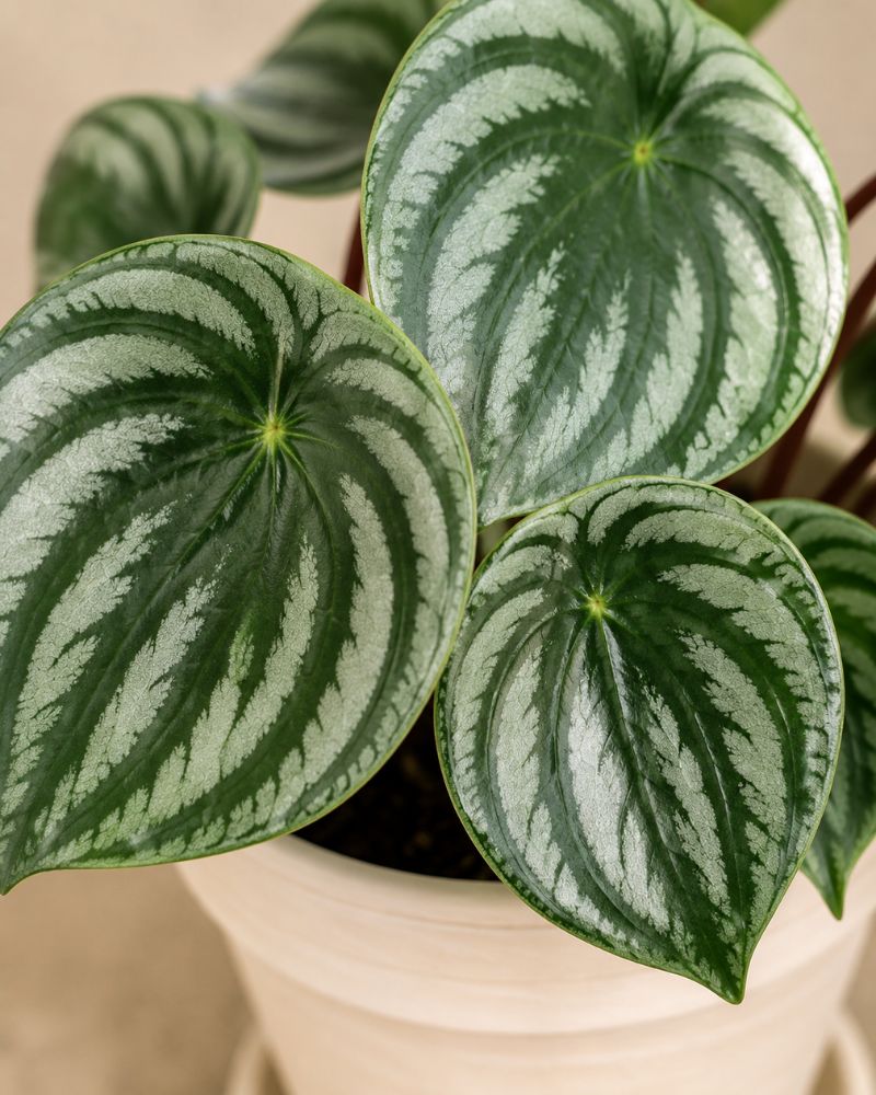 Watermelon plant