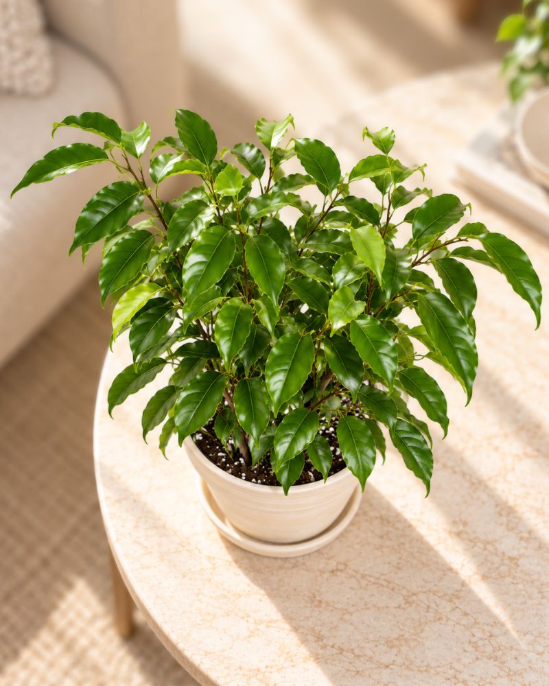 Weeping Fig small