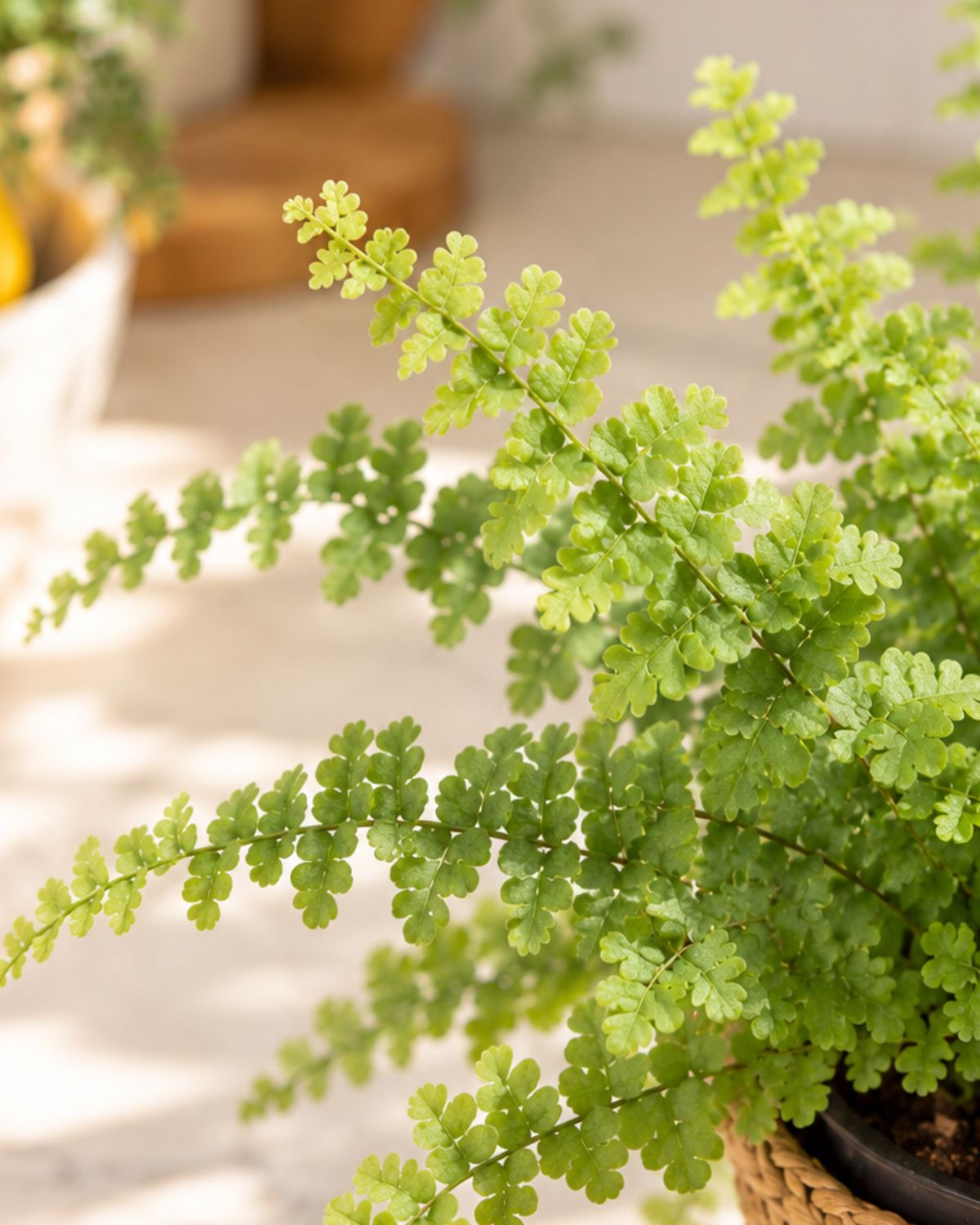 Boston Fluffy ruffles fern