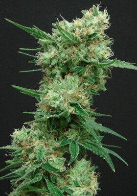 White Widow