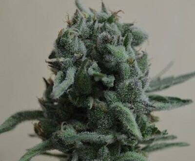 White Widow 47
