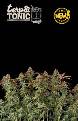 Terp & Tonic Auto