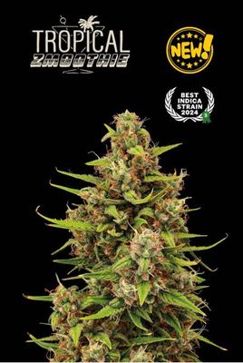Tropical Zmoothie Auto