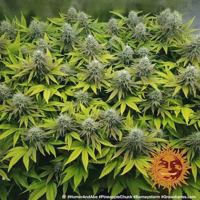 Pineapple Chunk