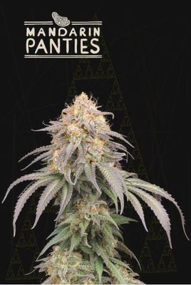 Mandarin Panties Auto