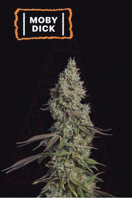 Moby Dick Auto
