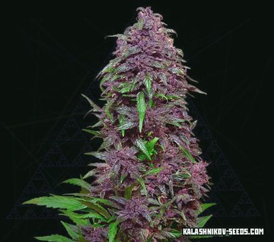 Purple Mazar Auto