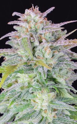 Blue Afghan Kush